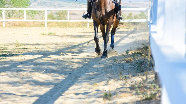 Koń Biegający Padoku Farmie Zbliżenie — Zdjęcie stockowe