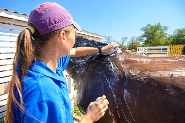 Dziewczyna Dokładnie Myje Konia Specjalną Szczotką Mydłem — Zdjęcie stockowe