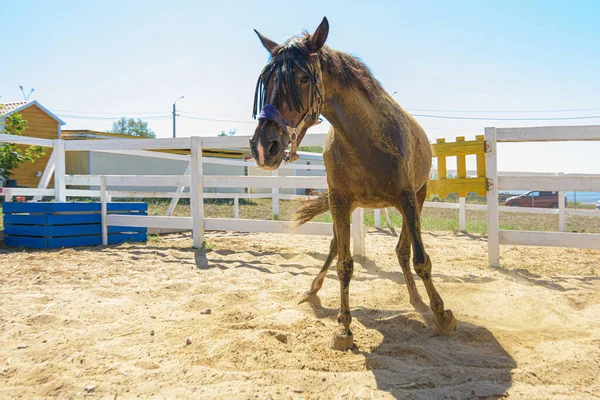 Het Paard Kwam Overeind Nadat Het Zijn Rug Het Zand — Stockfoto