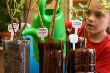 Plastik şişelere ekilmiş çilek fidanlarını sulayan kız.