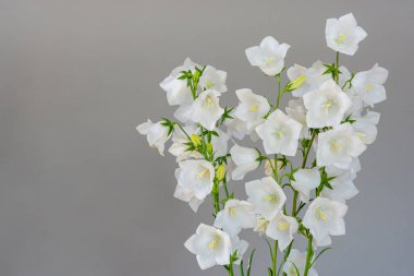 Çiçek buketi Gri arka planda çanlar