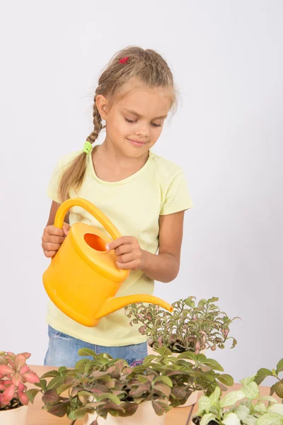Menina cuidando de flores domésticas Fitton — Fotografia de Stock