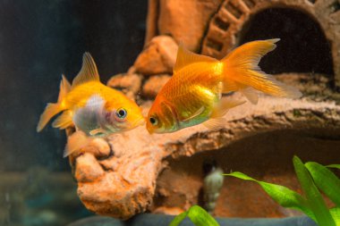 İçinde belgili tanımlık geçmiş iki goldfish içinde belgili tanımlık akvaryum mağara