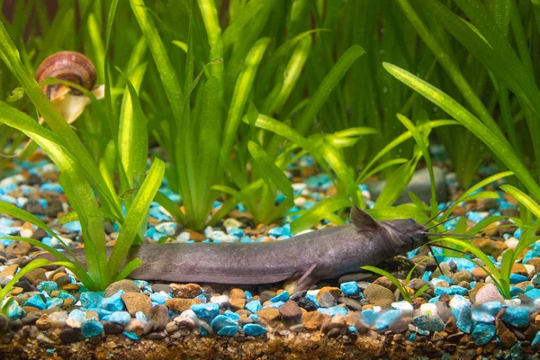 Peixe-gato picante encontra-se no chão do aquário — Fotografia de Stock