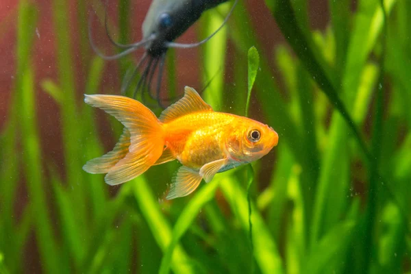 Peixe-dourado em um aquário, com o fundo Peixe-gato picante e plantas — Fotografia de Stock
