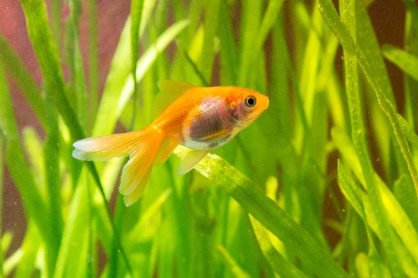 Peixe-dourado em um aquário em um contexto de fábricas verdes — Fotografia de Stock