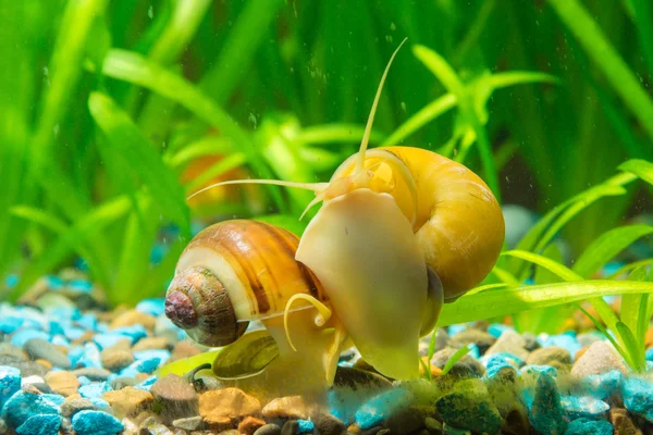 Dois caracóis Ampularia amarelo e marrom listrado comer algas nas paredes do aquário — Fotografia de Stock