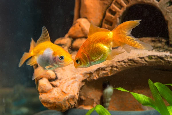 Dois peixes dourados na caverna de fundo no aquário — Fotografia de Stock