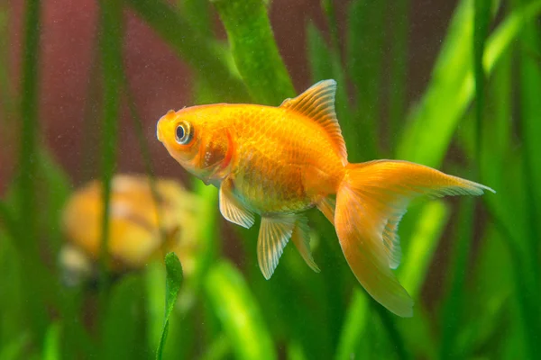 Um peixinho dourado em um tanque com água suja — Fotografia de Stock