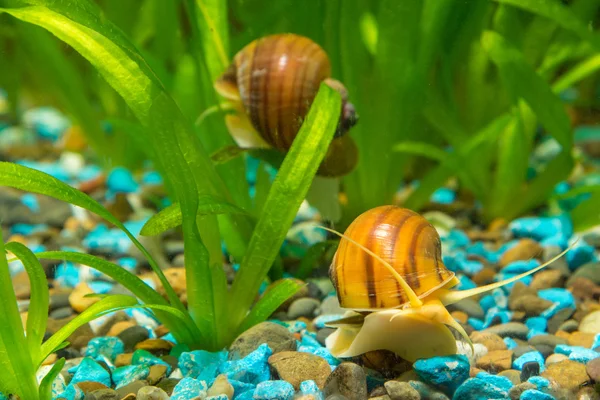 Dois grandes caracóis no aquário Ampularia — Fotografia de Stock