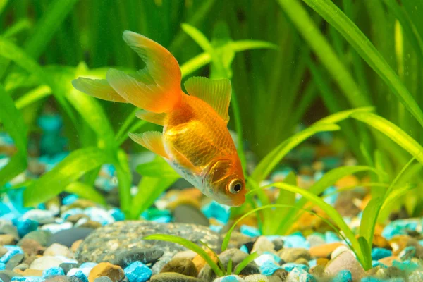 Peixe-dourado no chão à procura de comida no aquário — Fotografia de Stock
