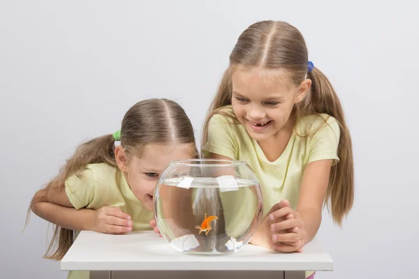 The girls are laughing and having fun watching the behavior of goldfish — Stock Photo, Image