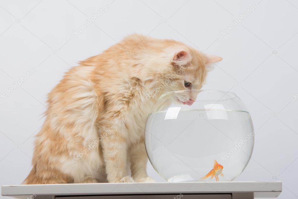The cat drinks water from the aquarium with goldfish