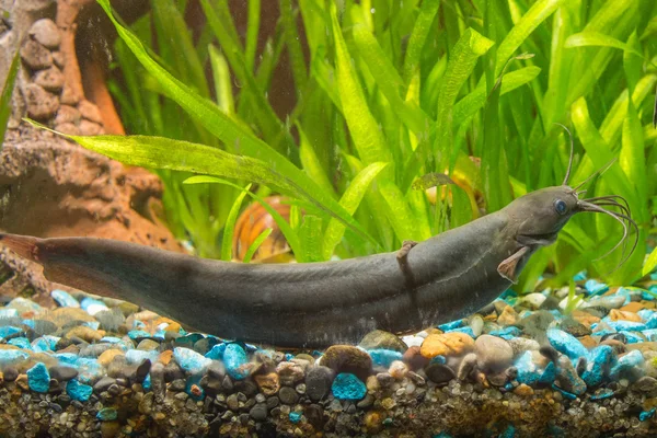 Stinging catfish in freshwater aquarium — Stock Photo, Image