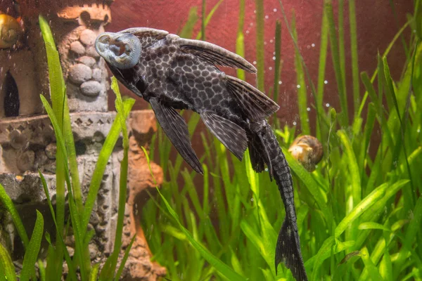 Ancistrus agarrou-se à parede do aquário — Fotografia de Stock