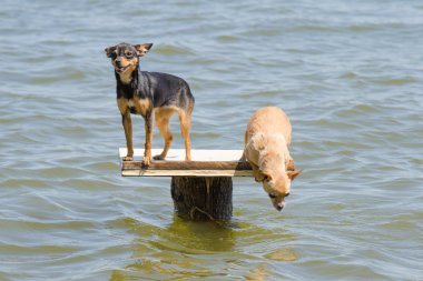 Nehir iki köpekler - Rus oyuncak korkunç ve suya atlamak isteyen chihuahua üzerinde masaya