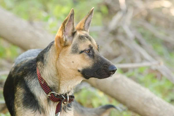 Portrait in profile of a half-breed dog yard and a German shepherd, lies on the sand — Stock Photo, Image