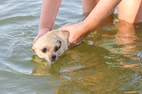 O rio para nadar cão assustado Chihuahua — Fotografia de Stock