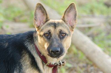 Bahçe ve bir Alman çoban bir melez köpek portresi aşama