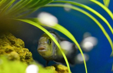 Suyun altındaki mağarada yaşayan bir balık..