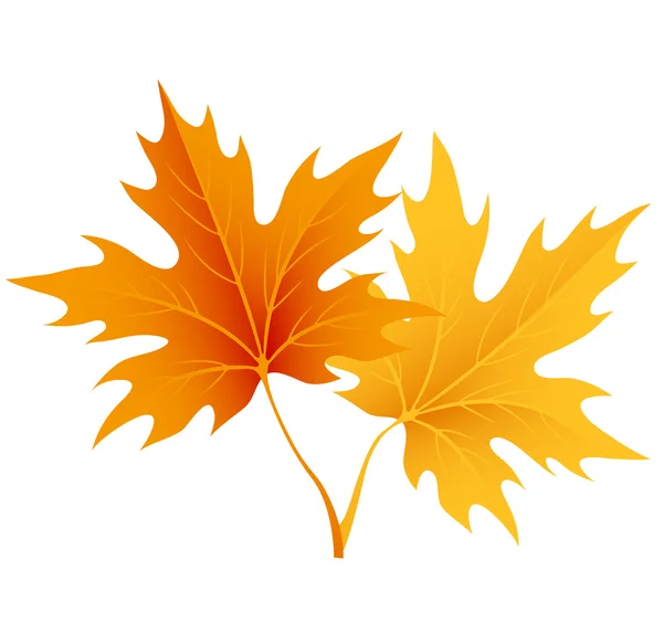 Autumn maple leaves isolated on white. Vector — Stock Vector