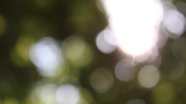 Bulanık yaprakları ve güneş ışığı.