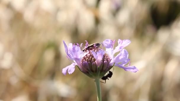 곤충과 꽃 — 비디오