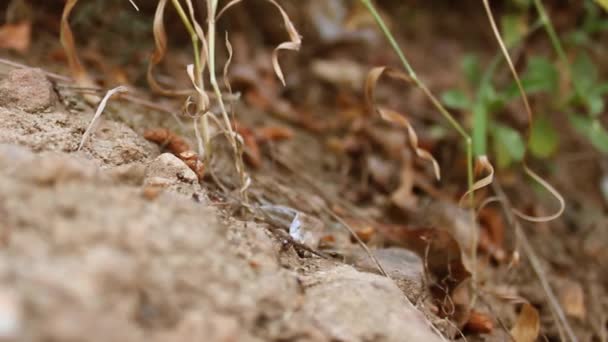Semut yang bekerja — Stok Video
