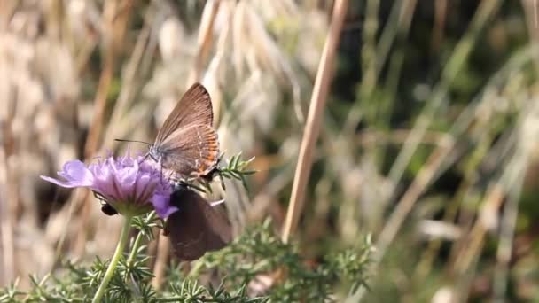 Dating fjärilar — Stockvideo