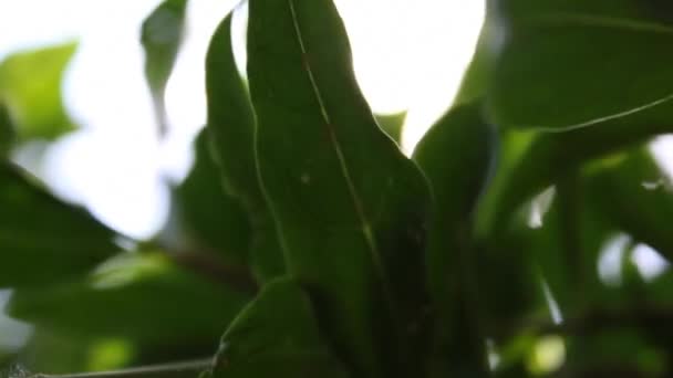 Cytryna liści i światło słoneczne — Wideo stockowe