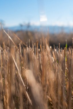 Samandan saman tarlası altın kaplama güzel yaz manzaralı bulgarya yazı fotokopi alanı temiz metin bakış açısı yaratıcı