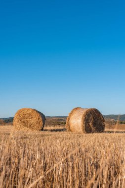 Samandan saman tarlası altın kaplama güzel yaz manzaralı bulgarya yazı fotokopi alanı temiz metin bakış açısı yaratıcı