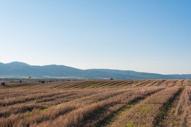 Metin kopyalamak için boşluk kuru saman alanı, temiz bir yol, sıcak renk, bulgarya kırsal manzara, açık mavi gökyüzü.