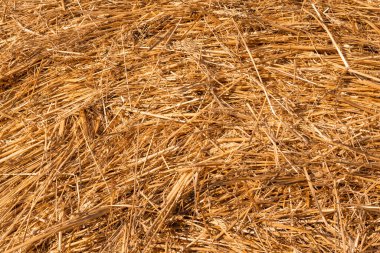 Saman dokusu altın pipetler metin bulgaryası için yakın çekim kopyalama alanı güneşli turuncu doğa kırsal kesim keskin odak noktası