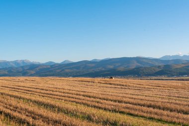 Metin kopyalamak için boşluk kuru saman alanı, temiz bir yol, sıcak renk, bulgarya kırsal manzara, açık mavi gökyüzü.