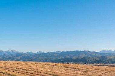 Metin kopyalamak için boşluk kuru saman alanı, temiz bir yol, sıcak renk, bulgarya kırsal manzara, açık mavi gökyüzü.