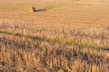 Metin kopyalamak için boşluk kuru saman alanı, temiz bir yol, sıcak renk, bulgarya kırsal manzara, açık mavi gökyüzü.