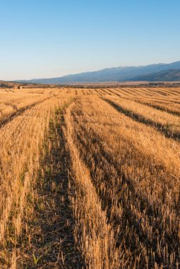 Temiz bir yolu olan kuru saman tarlası. Sıcak renkli Bulgar kırsal bölgesi. Gün ışığı berrak mavi gökyüzü.