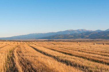 Temiz bir yolu olan kuru saman tarlası. Sıcak renkli Bulgar kırsal bölgesi. Gün ışığı berrak mavi gökyüzü.