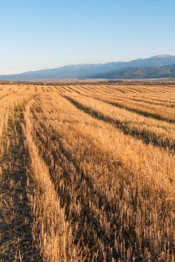 Temiz bir yolu olan kuru saman tarlası. Sıcak renkli Bulgar kırsal bölgesi. Gün ışığı berrak mavi gökyüzü.