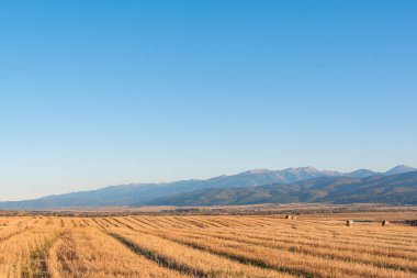 Temiz bir yolu olan kuru saman tarlası. Sıcak renkli Bulgar kırsal bölgesi. Gün ışığı berrak mavi gökyüzü.