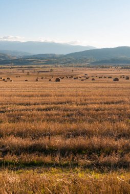 Temiz bir yolu olan kuru saman tarlası. Sıcak renkli Bulgar kırsal bölgesi. Gün ışığı berrak mavi gökyüzü.