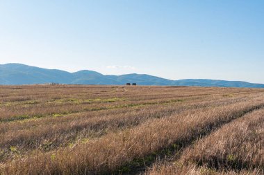 Metin kopyalamak için boşluk kuru saman alanı, temiz bir yol, sıcak renk, bulgarya kırsal manzara, açık mavi gökyüzü.