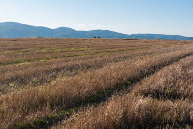 Metin kopyalamak için boşluk kuru saman alanı, temiz bir yol, sıcak renk, bulgarya kırsal manzara, açık mavi gökyüzü.