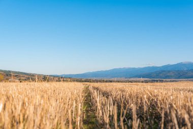 Metin kopyalamak için boşluk kuru saman alanı, temiz bir yol, sıcak renk, bulgarya kırsal manzara, açık mavi gökyüzü.
