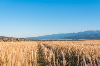 Metin kopyalamak için boşluk kuru saman alanı, temiz bir yol, sıcak renk, bulgarya kırsal manzara, açık mavi gökyüzü.