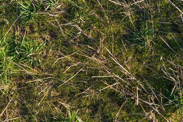 Primer Plano Secado Hierba Verde Musgo Campo Heno Texto Copia —  Fotos de Stock