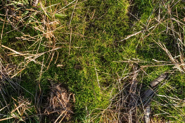 Nahaufnahme Trocknen Grün Gras Moos Heu Feld Text Kopieren Raum — Stockfoto