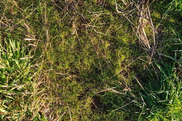 Nahaufnahme Trocknen Grün Gras Moos Heu Feld Text Kopieren Raum — Stockfoto