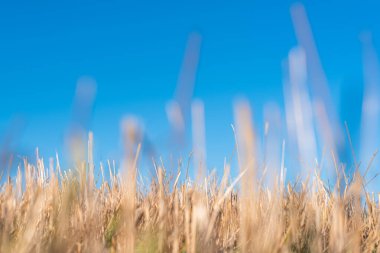 Samandan saman tarlası altın kaplama güzel yaz manzaralı bulgarya yazı fotokopi alanı temiz metin bakış açısı yaratıcı
